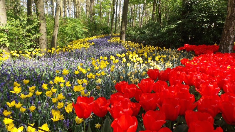2014-04-17 Holland Tulips 69.jpg